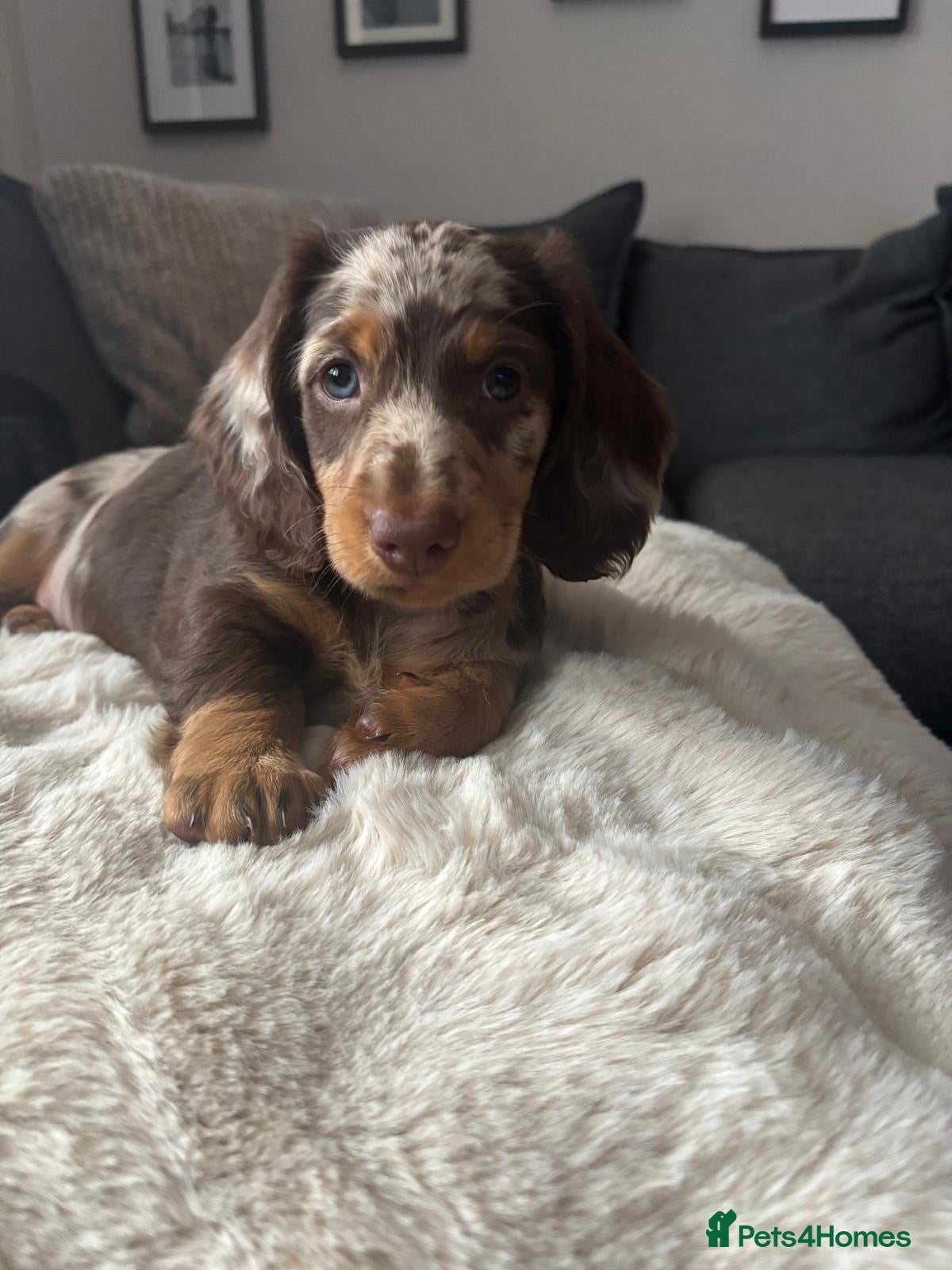Dachshund dogs Standard long haired dachshund  - Advert 1