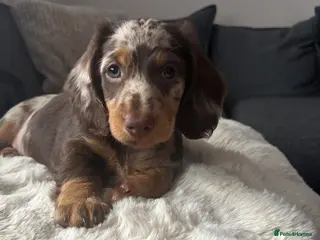 Dachshund dogs Standard long haired dachshund - Advert 1