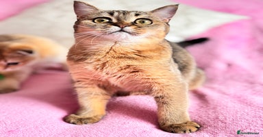 Scottish Fold cats High quality TICA pedigree kittens  - Advert 1