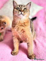 Scottish Fold cats High quality TICA pedigree kittens - Advert 1