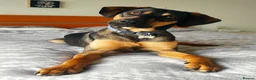 Mixed Breed dogs for adoption: ADONIS — A Gentle, Loving 1 Year Old Hound Mix - Advert 2