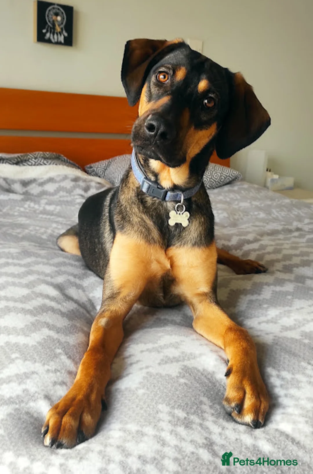 Mixed Breed dogs for adoption: ADONIS — A Gentle, Loving 1 Year Old Hound Mix - Advert 2