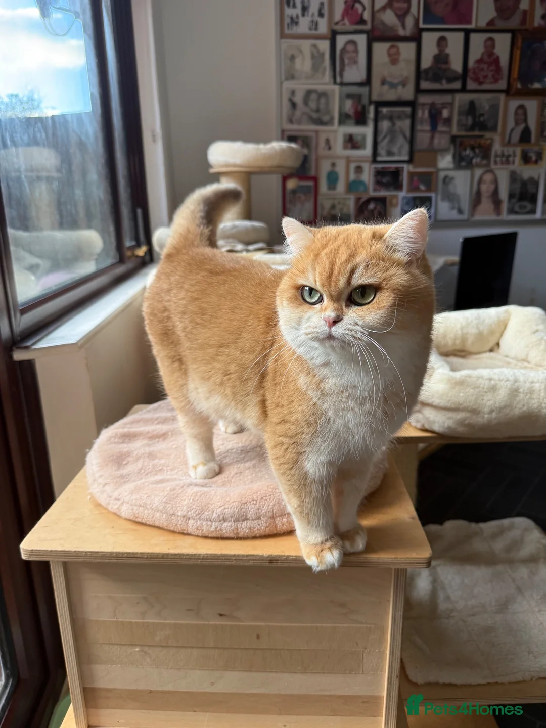British Shorthair cats for sale: GCCF registered Chocolate Golden Kittens - Advert 10