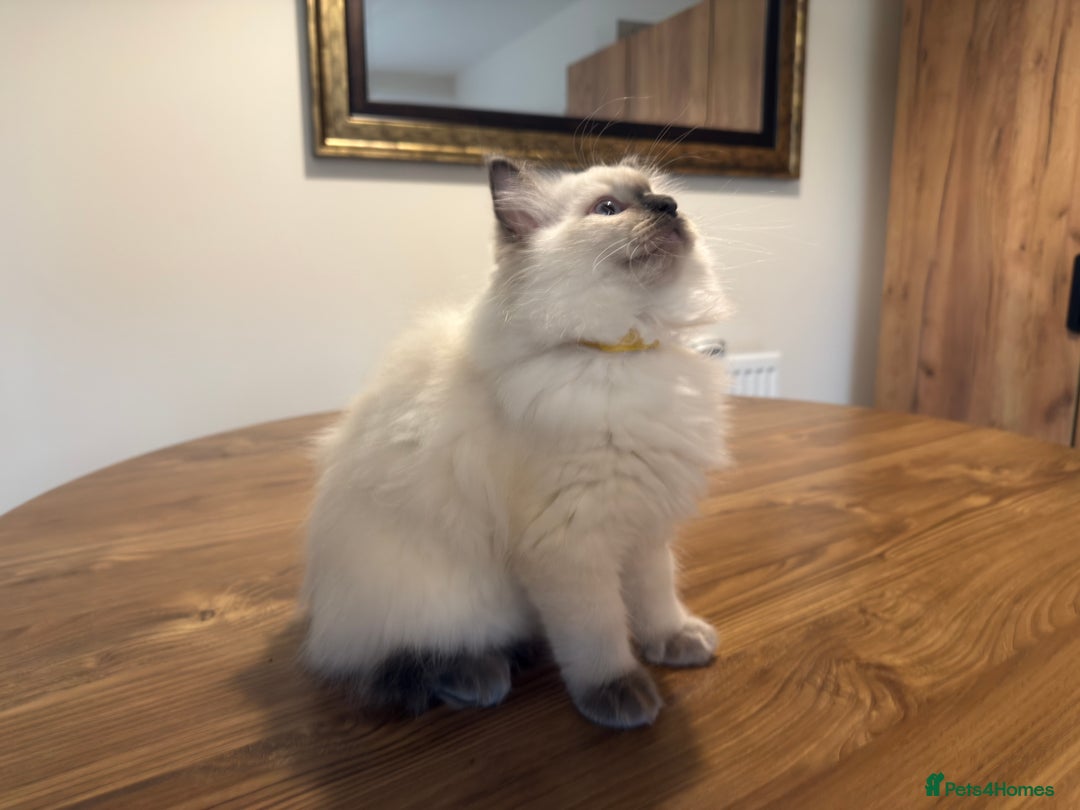 Ragdoll cats for sale: 6 Gorgeous Full Breed Ragdoll Kittens Ready to Go! - Advert 32