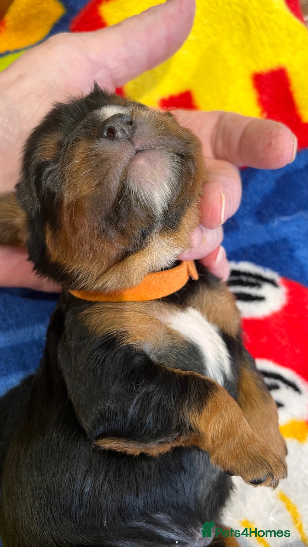 Cavalier King Charles Spaniel dogs for sale: Health Tested Parents - Image 12