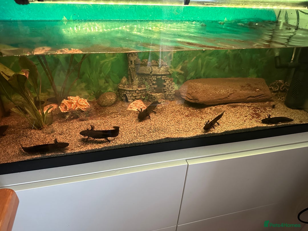 Axolotl reptiles for sale: Young Axolotls for sale - Image 8