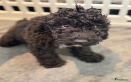 Cockapoo dogs for sale: Beautiful Cockapoos Full Health Tested  - Image 16