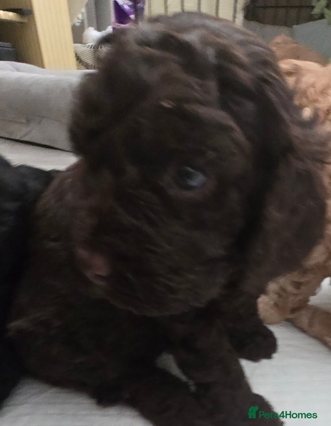 Cavapoo dogs for sale: Teddy bear cavapoo  - Advert 19