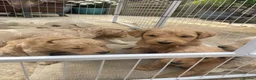 Goldendoodle dogs for sale: Goldendoodle pups  - Advert 5