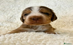 Cocker Spaniel dogs for sale: Full Health Tests KC Reg Showline Cocker Spaniels - Image 17