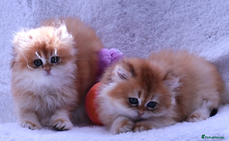 British Longhair cats - Advert 4