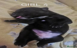 Mixed Breed dogs for sale: Lab x staff pups  - Image 9