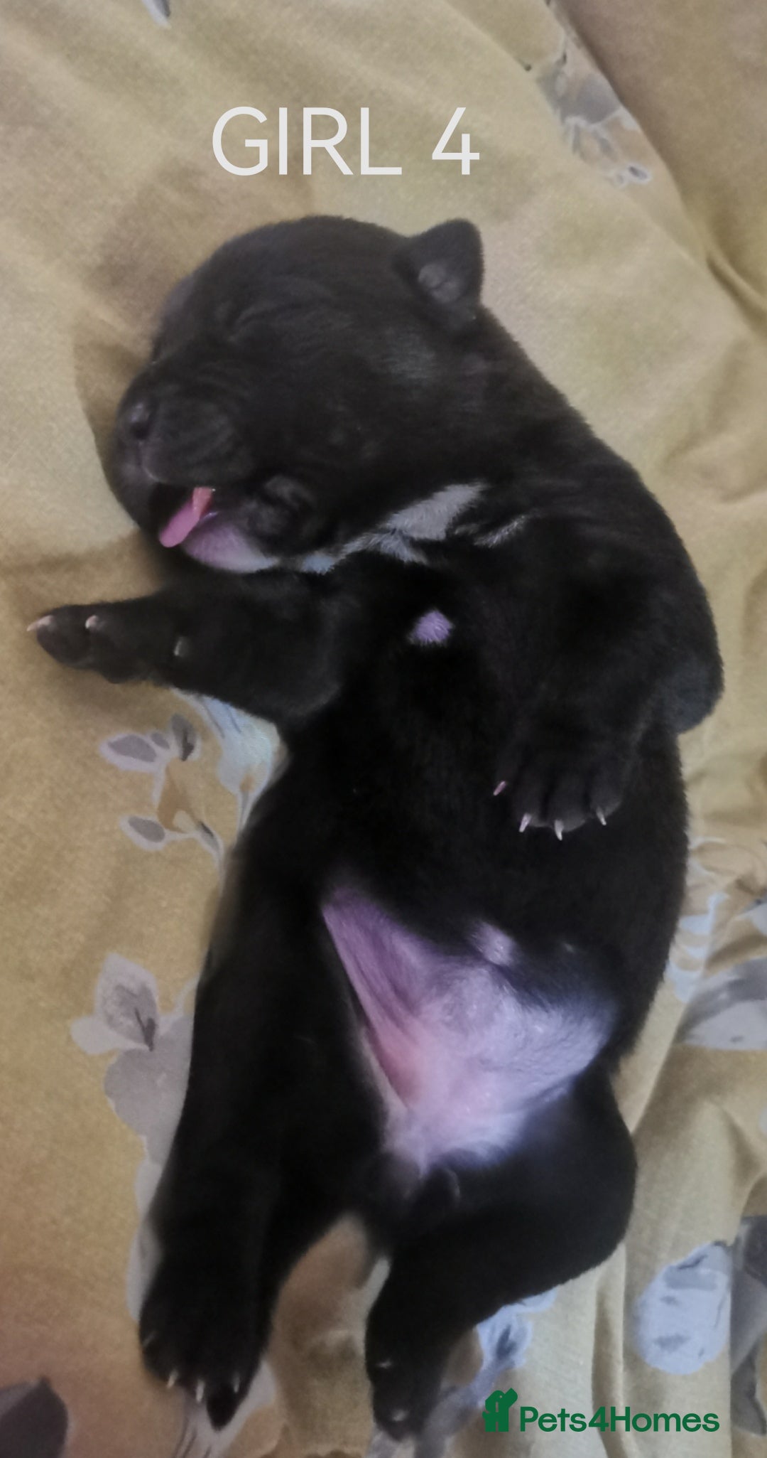 Mixed Breed dogs for sale: Lab x staff pups  - Image 9