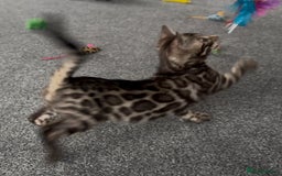 Bengal cats for sale: Well socialised bengal kittens - ready 21/12/25 - Advert 25