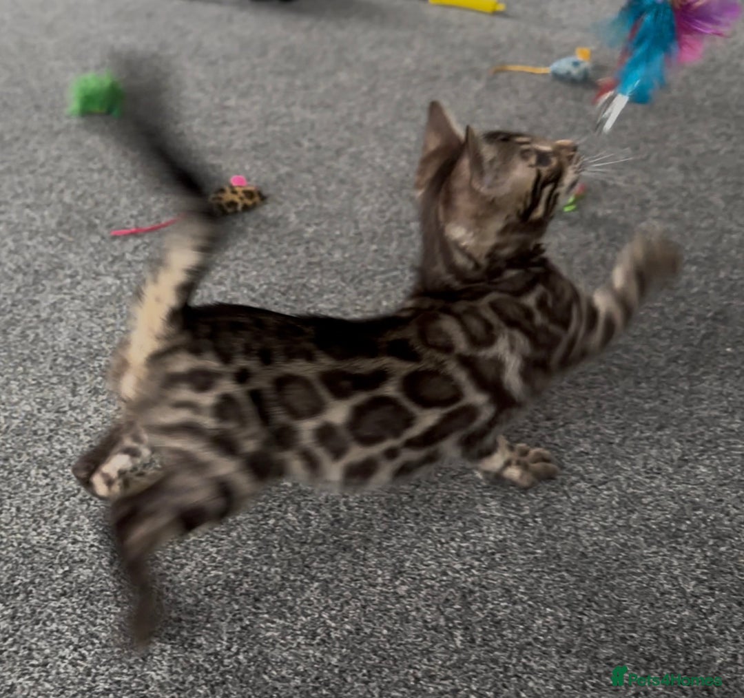 Bengal cats for sale: Well socialised bengal kittens - ready 21/12/25 - Advert 25