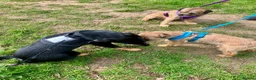 Mixed Breed dogs for sale: Loving Home Needed for Kelpie-Border Collie Mix in Northampton - Advert 3