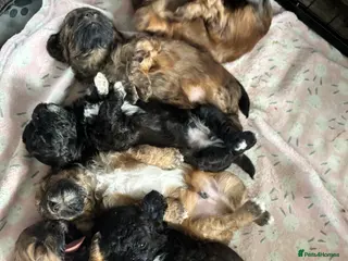 Shihpoo dogs 6 beautiful fluffy puppies - Advert 15