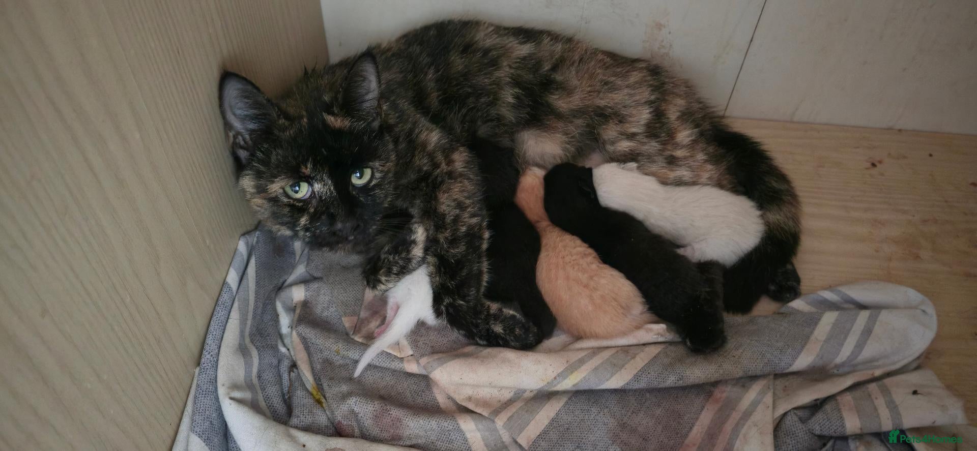 Domestic Shorthair cats last 3 kittens ready for 27/09/26 - Advert 11