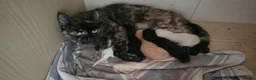 Domestic Shorthair cats for sale: last 3 kittens ready for 27/09/26 - Advert 1