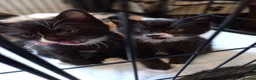 Mixed Breed cats for sale: 3 kittens left for sale - Advert 9
