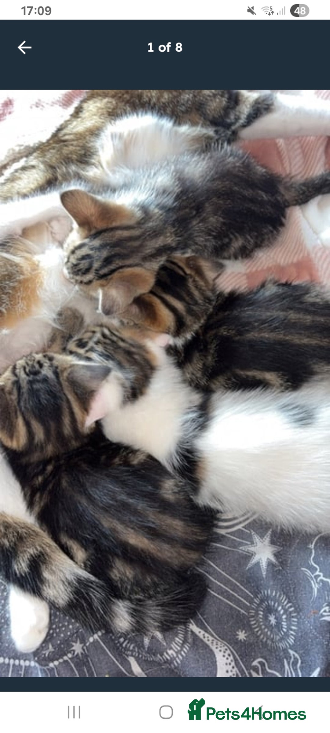 Mixed Breed cats for sale: 11 weeks old mixed breed brother and sister  - Image 7