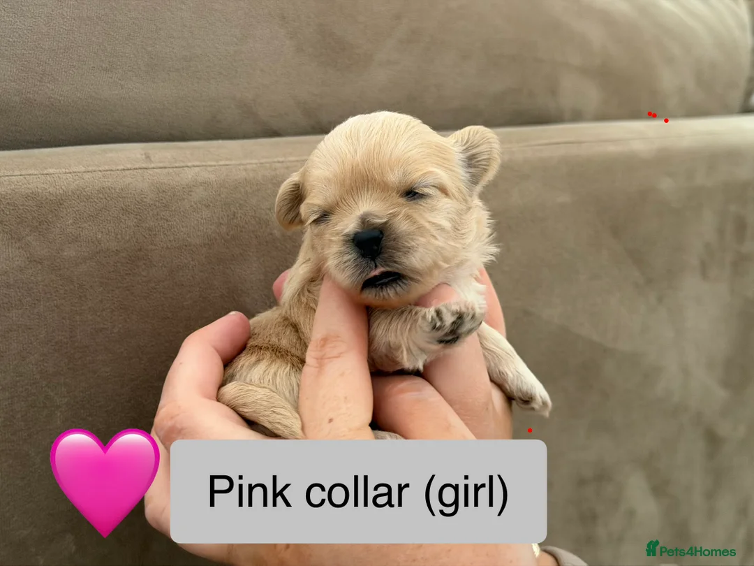 Shih Tzu dogs for sale: Shihtzu puppies - Advert 1