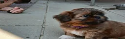 Shih Tzu dogs for sale: Shih-tzu puppy's for sale  - Advert 34