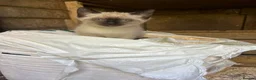 Ragdoll cats for sale: Ragdoll X Siamese Kittens.  - Advert 4