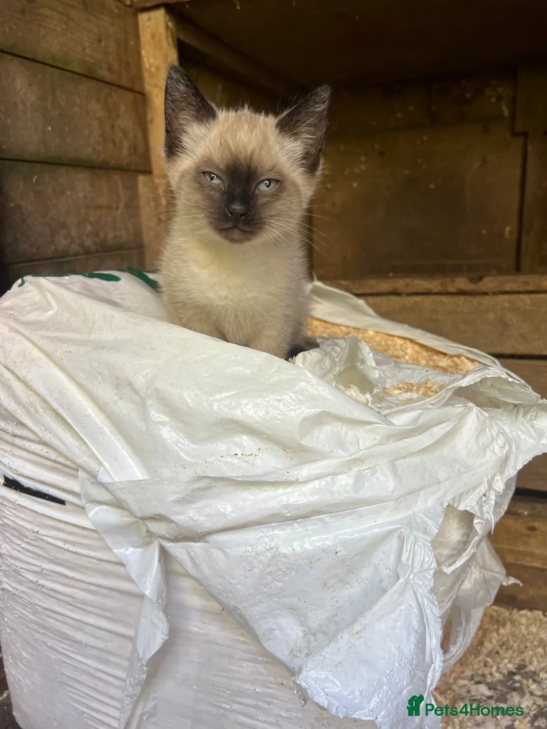 Ragdoll cats for sale: Ragdoll X Siamese Kittens.  - Advert 4