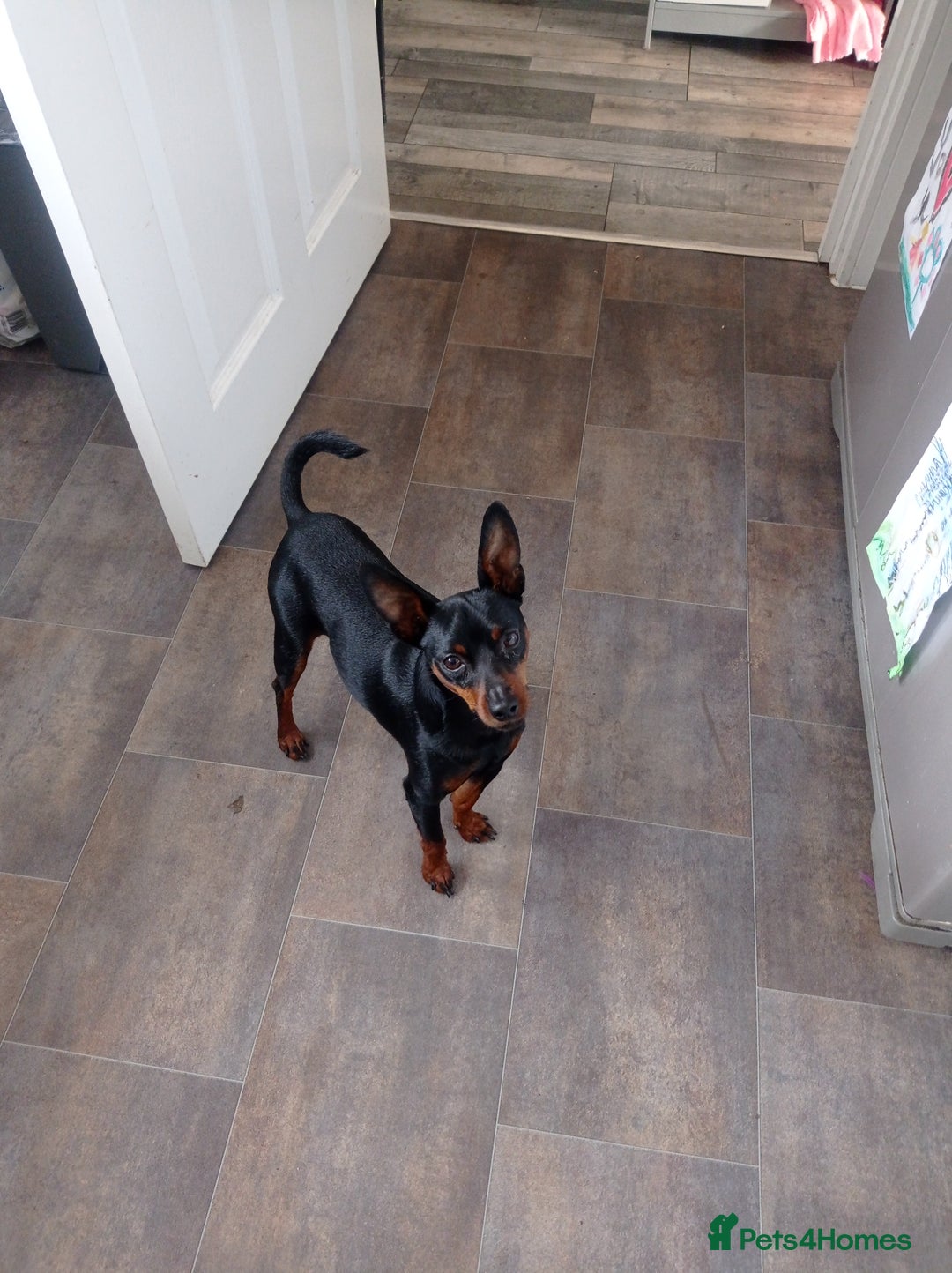 Miniature Pinscher dogs for stud: Kc registered male miniature pinsher stud - Advert 2