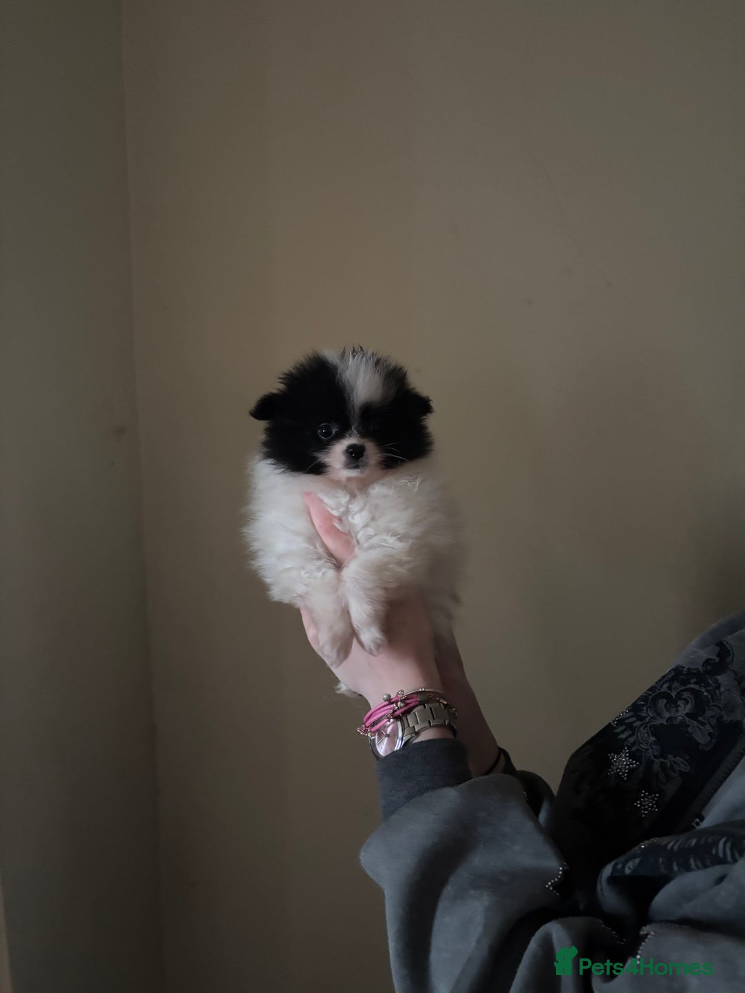 Pomeranian dogs for sale: Cute fluffy Pomeranian puppies for sale - Advert 13