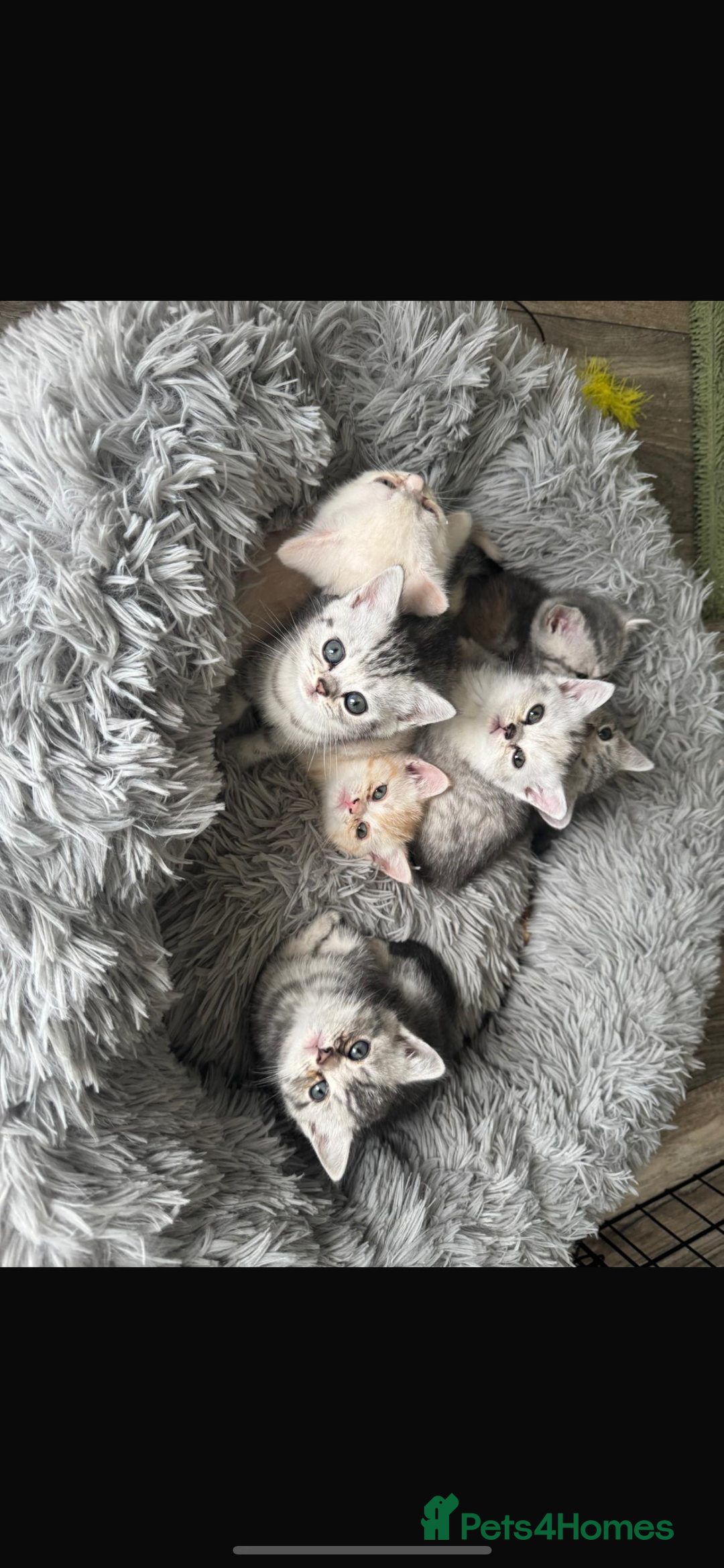 British Shorthair cats for sale: Last Chunky Golden Boy  ❤️ - Image 13
