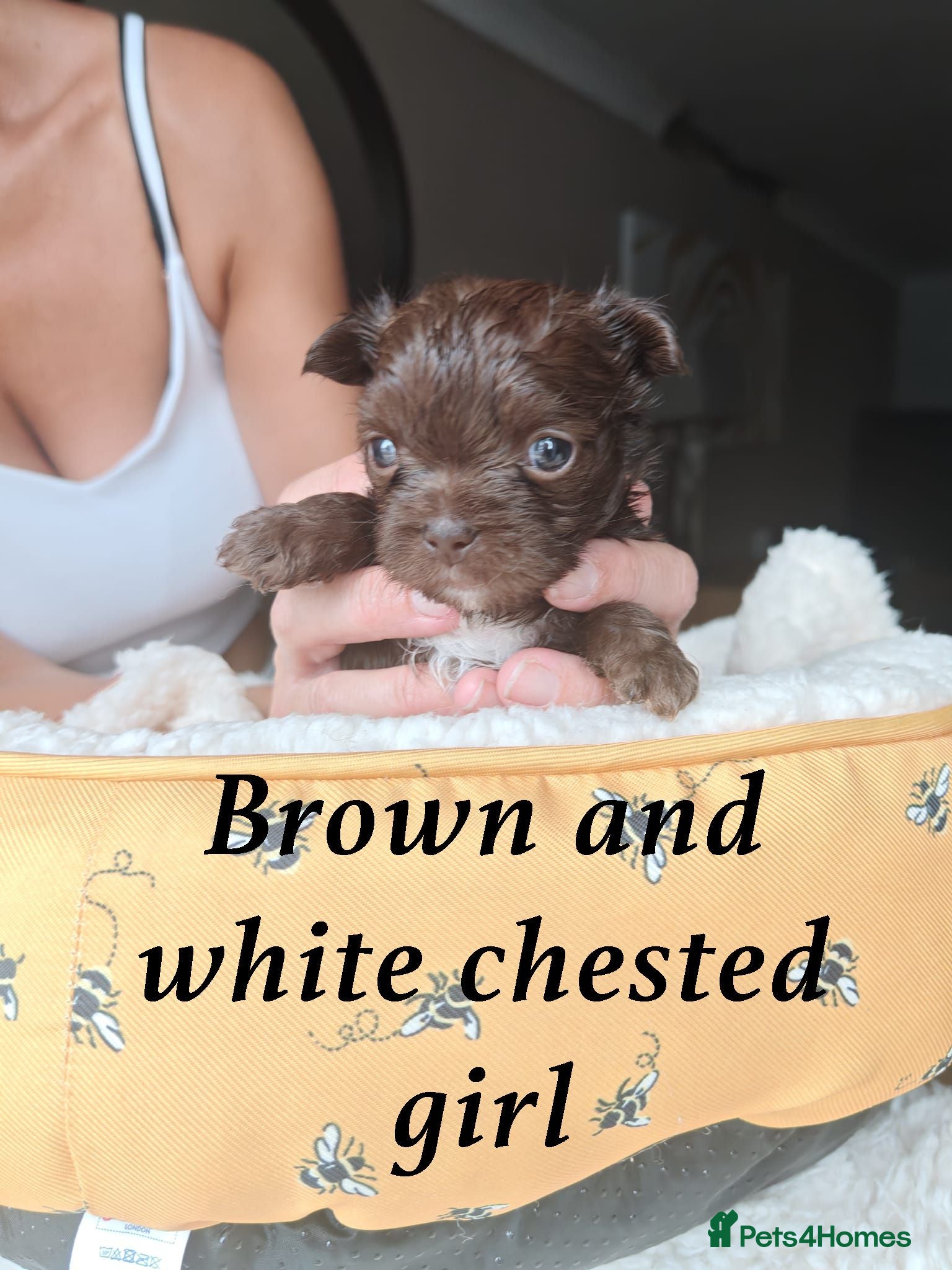 Mixed Breed dogs French Bulldog cross with my Affenpinscher cross - Advert 2
