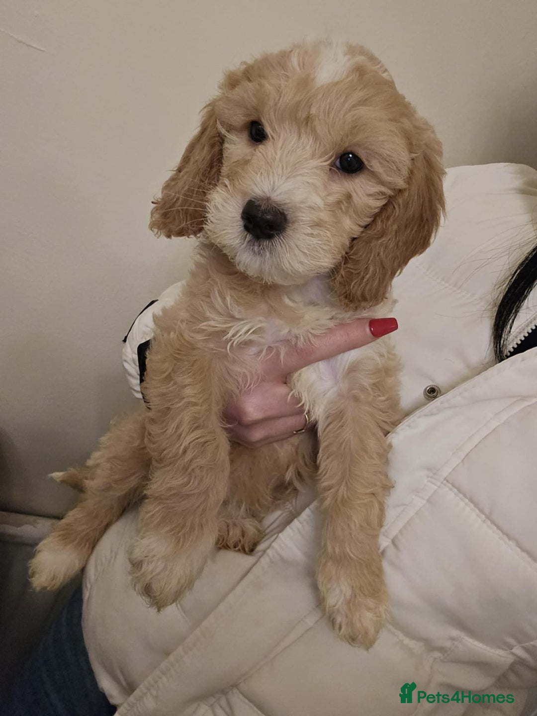 Goldendoodle dogs for sale: Goldendoodle - Advert 1