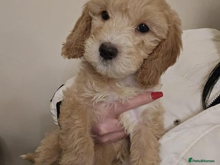 Goldendoodle dogs Goldendoodle - Advert 5