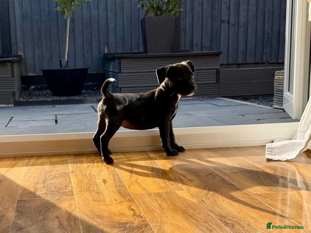 Staffordshire Bull Terrier dogs for sale: Brindle Stafford puppies available ❤️🐾 - Advert 2