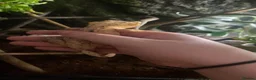 Gecko reptiles for sale: Female Dalmatian crested gecko with exo terra in Bolton - Advert 5