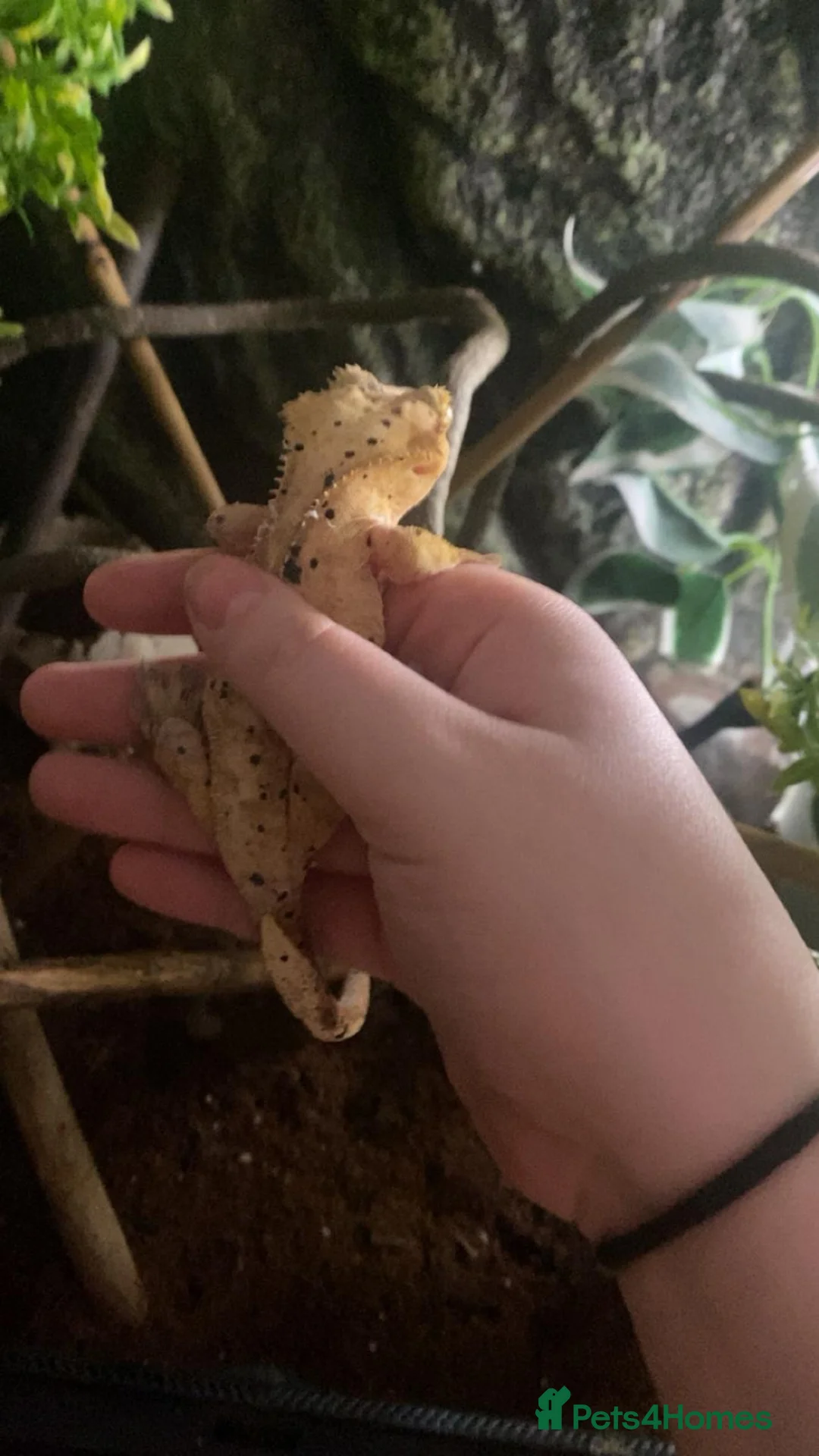 Gecko reptiles for sale: Female Dalmatian crested gecko with exo terra in Bolton - Advert 5