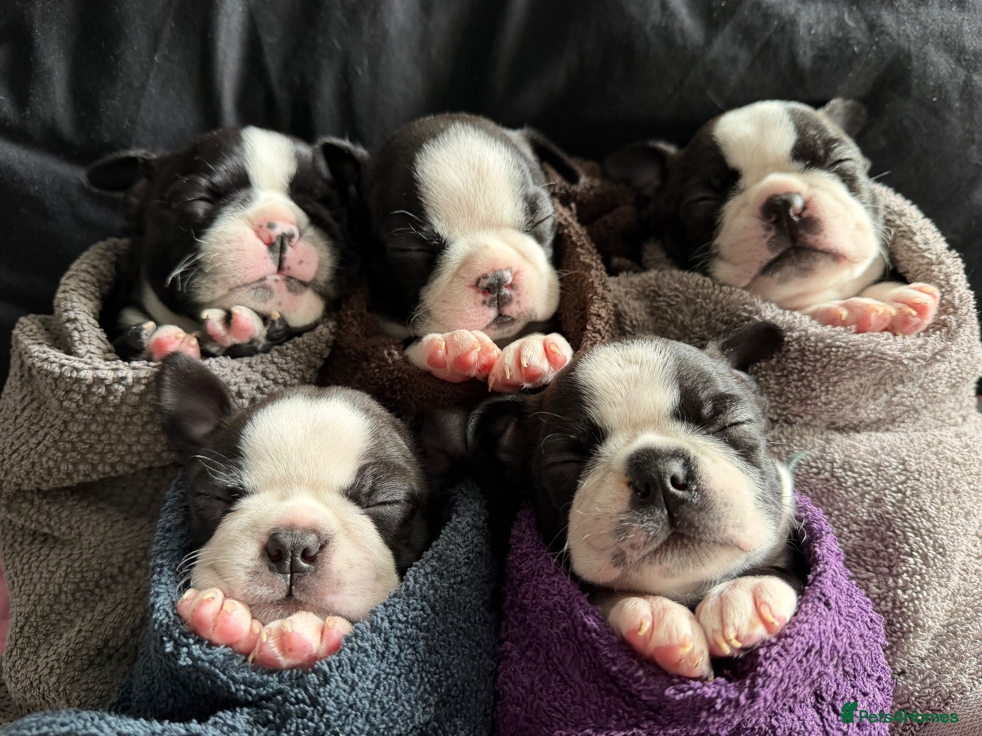 Boston Terrier dogs for sale: Our Five little perfect Boston princesses  - Advert 4