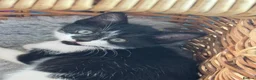 Mixed Breed cats for sale: Beautiful tuxedo kittens - Advert 2