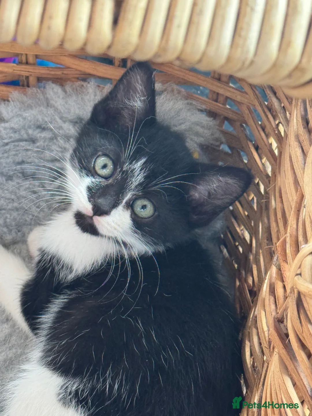 Mixed Breed cats for sale: Beautiful tuxedo kittens - Advert 2
