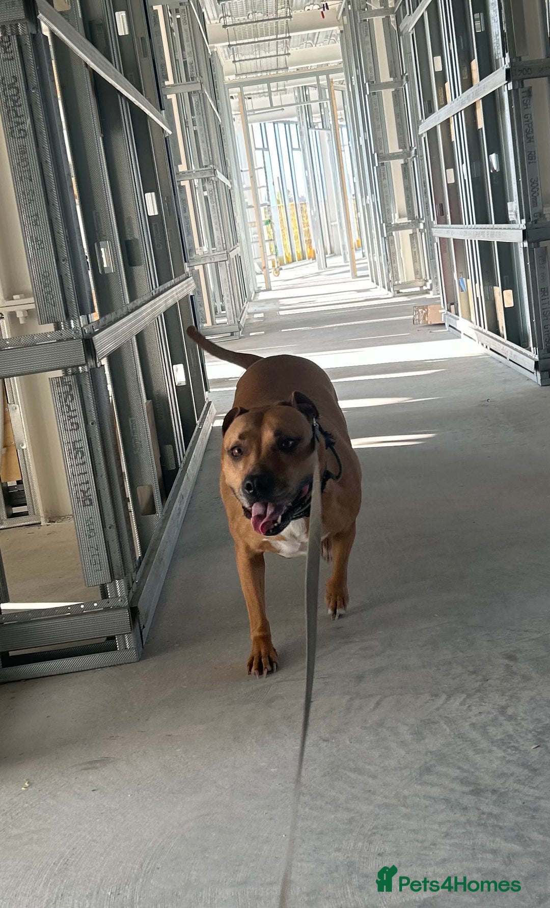 Mixed Breed dogs for sale: Rehome Bonnie  - Advert 11