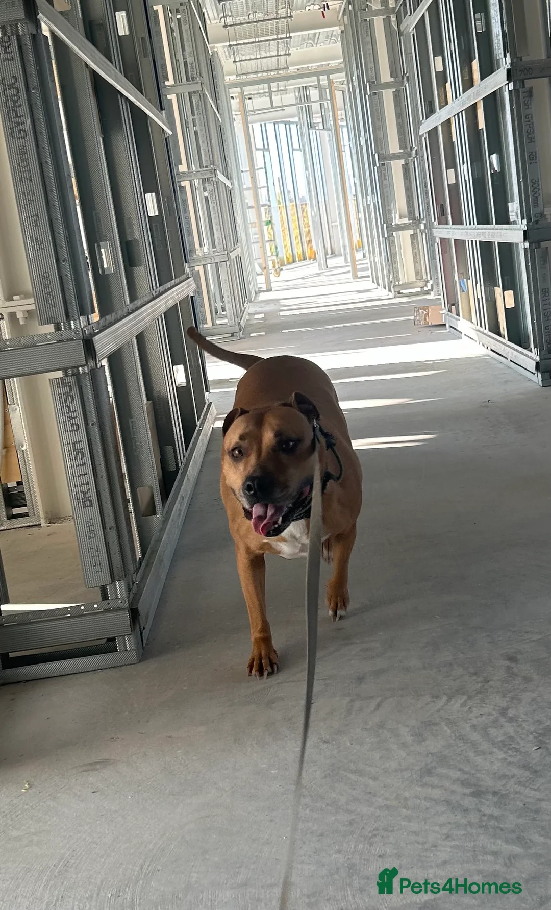 Mixed Breed dogs for sale: Rehome Bonnie  - Advert 11