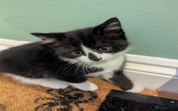 Mixed Breed cats for sale: 3 Beautiful Black and White Tuxedo Kittens  - Image 7