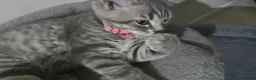 British Shorthair cats for sale: Bsh Kittens ready to go  in Glasgow - Advert 6