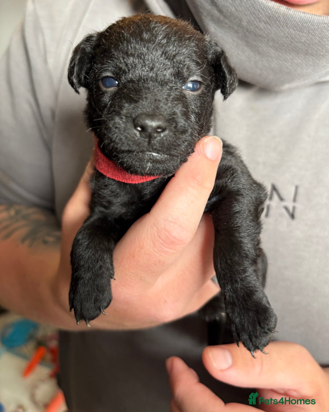 Patterdale Terrier dogs for sale: Patterdale puppies  - Image 20