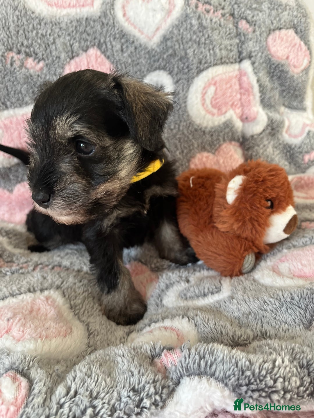 Miniature Schnauzer dogs for sale: Beautiful KC miniature Schnauzers  - Advert 29