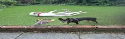 Mixed Breed dogs for adoption: Cora - lovely Sabueso Hound for adoption in Southampton - Advert 11