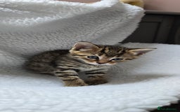 Mixed Breed cats for sale: Adorable Tabby Kittens 🐾 - Image 10