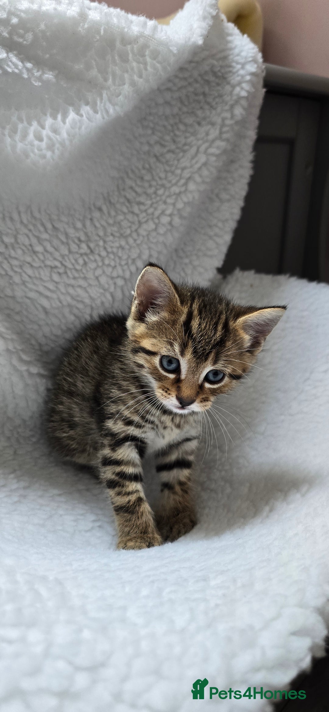 Mixed Breed cats for sale: Adorable Tabby Kittens 🐾 - Image 10